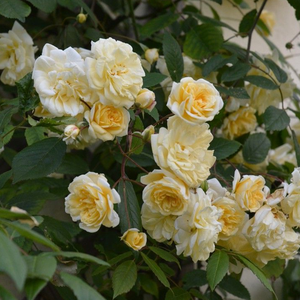 Poзa Аусканари - желтая - Лазающая плетистая роза (клаймбер) 